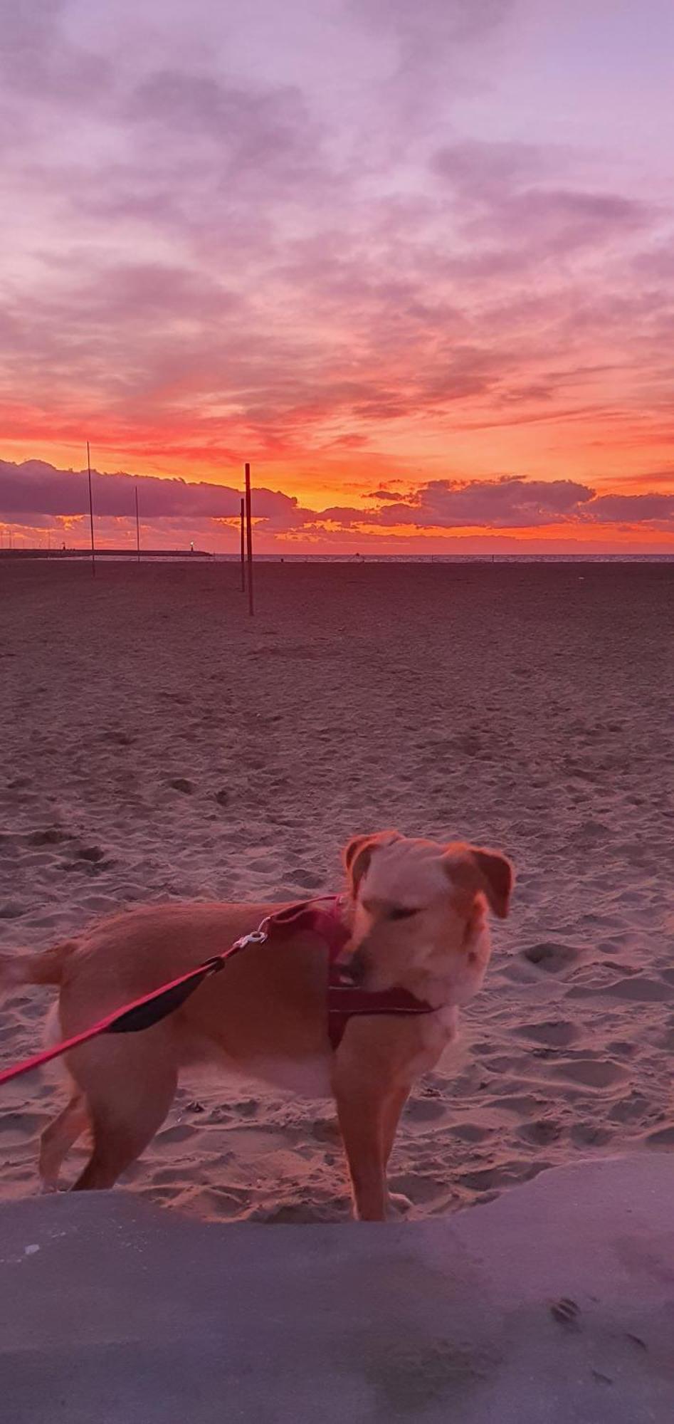 Domusauroom, Relax Nel Cuore Della Versilia - Pet Friendly Viareggio Bagian luar foto